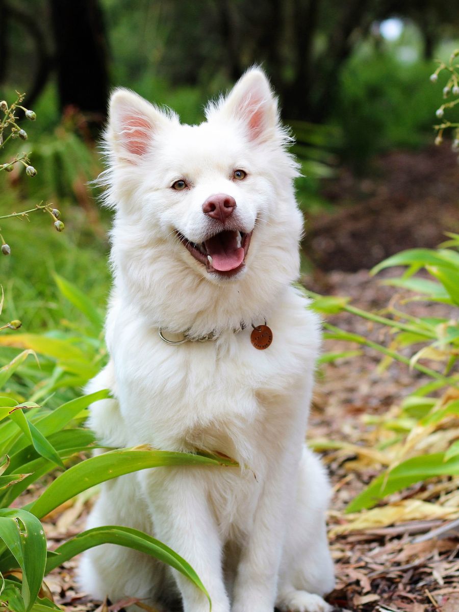 a white dog sitting in the garden