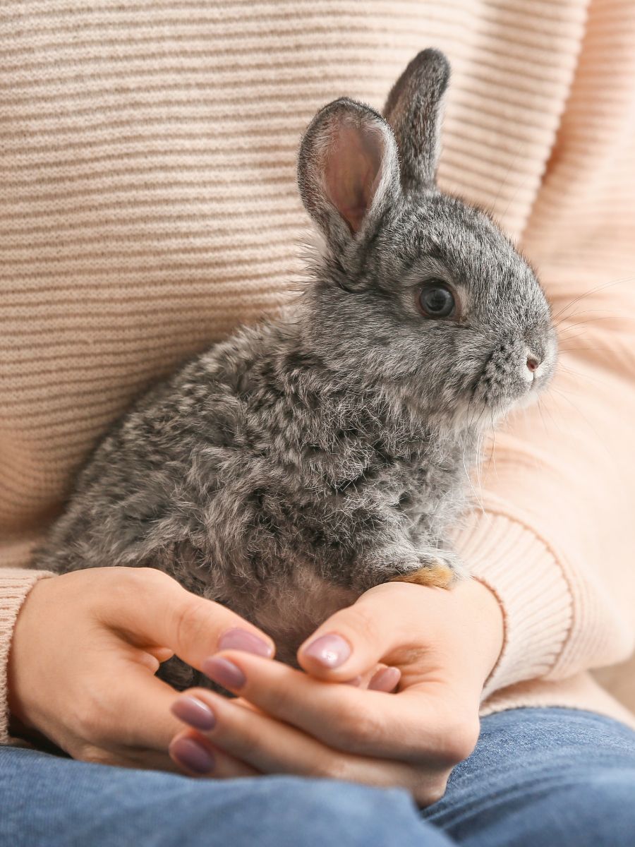 rabbit on the lap of a woman
