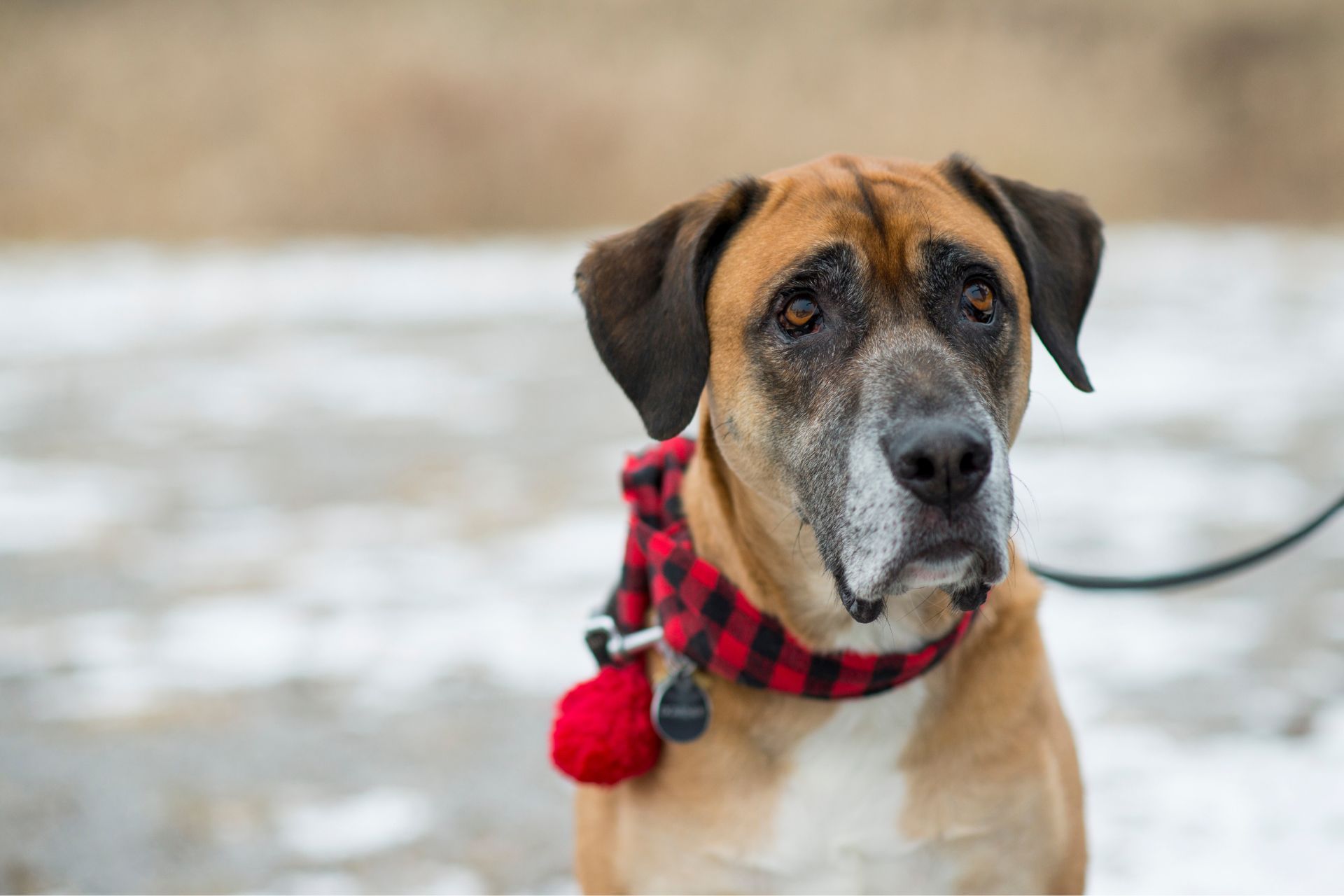 a dog wearing a red and black plaid scarf