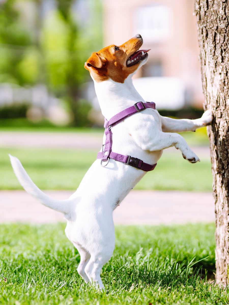 a dog standing on hind legs with support of a tree