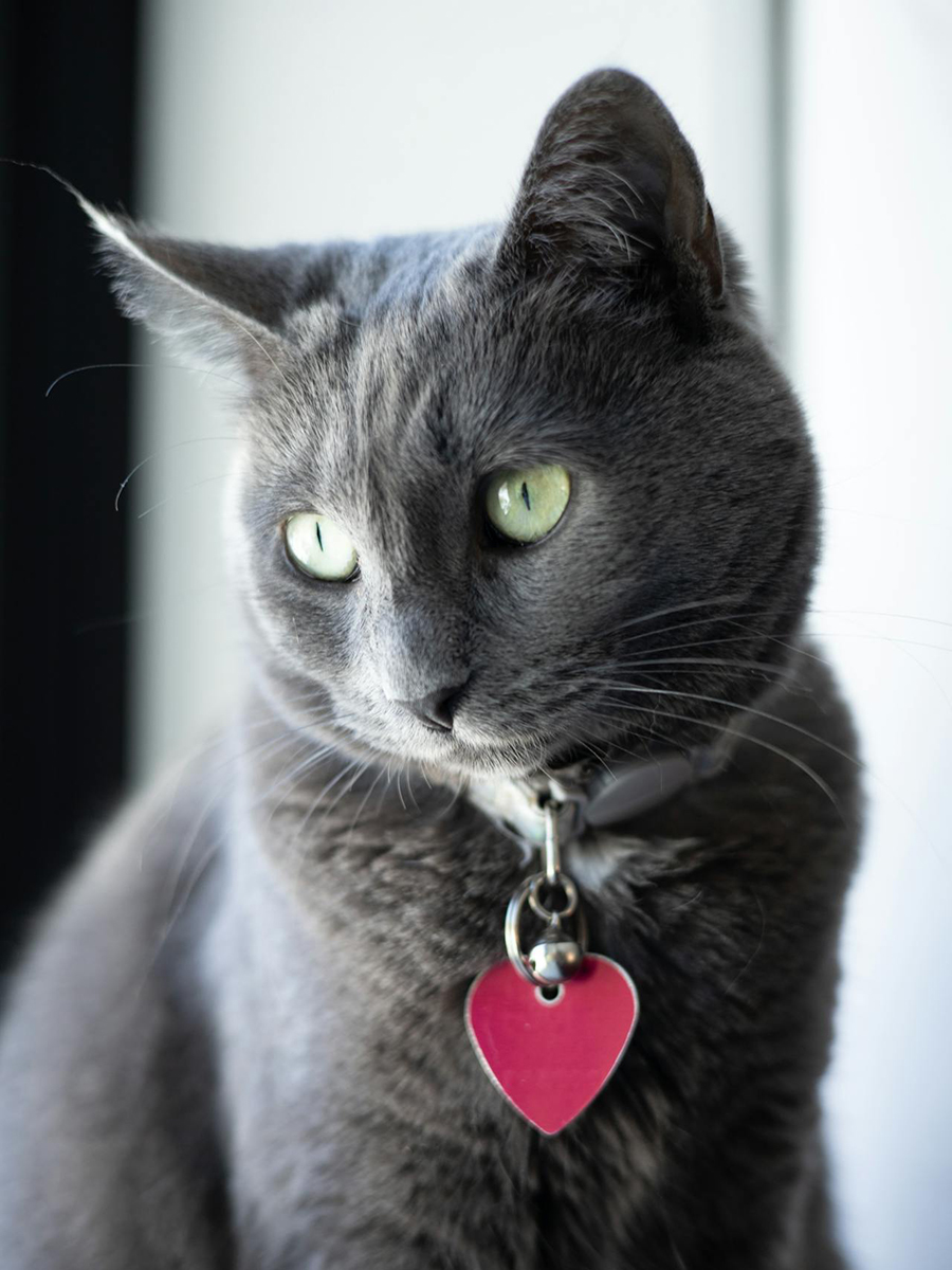 gray with heart tag on collar